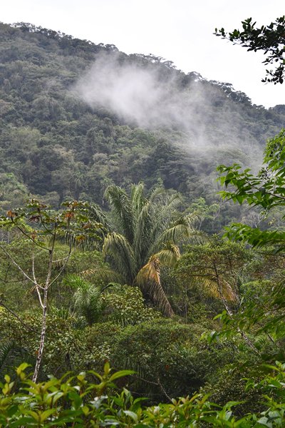 Atlantisch regenwoud met mistflarden, Brazilië